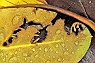 Cut-out Yellow Leaf & Dew Drops